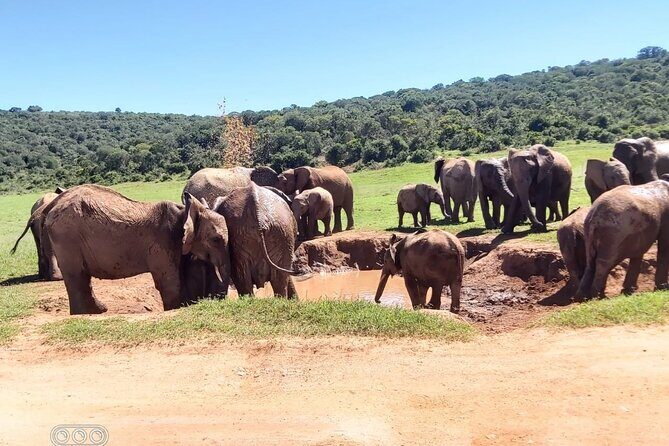 Full day Private Addo elephant safari min 4 pax max 12 pax - Price and Value Analysis