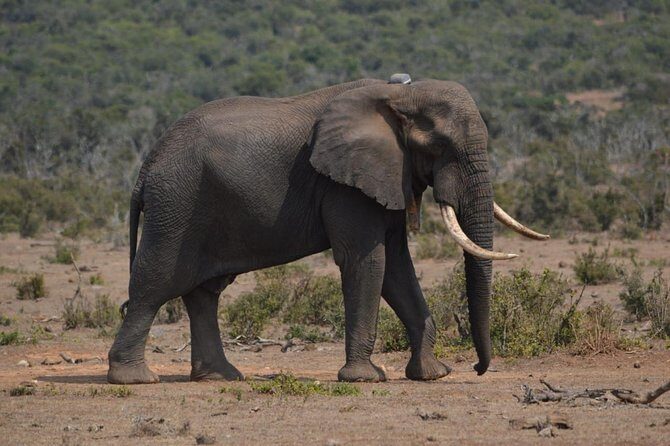 Full day Private Addo elephant safari min 4 pax max 12 pax - Who Would Love This Experience?