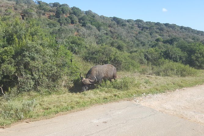 Full day Private Addo elephant safari min 4 pax max 12 pax - The Sum Up
