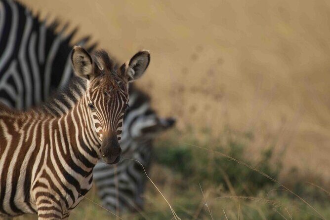 Full Day Private Akagera National Park Safari Tour in Rwanda - Key Points