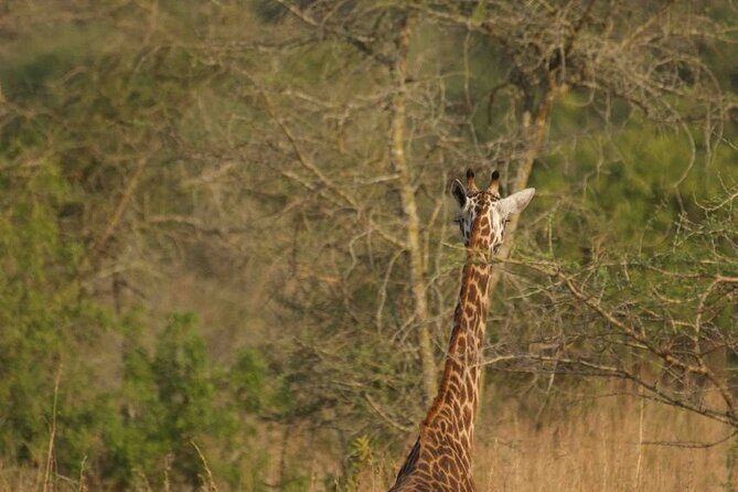 Full Day Private Akagera National Park Safari Tour in Rwanda - What Makes This Tour Special?