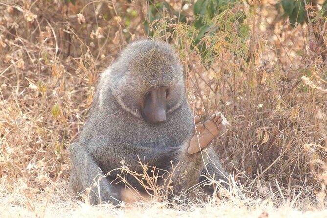Full Day Private Akagera National Park Safari Tour in Rwanda - Price and Value
