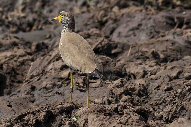 Full Day Private Akagera National Park Safari Tour in Rwanda - Communication and Booking