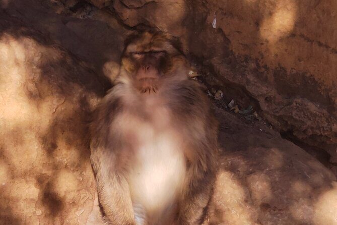 Full-Day Private Atlas Tour from Marrakech to Ourika Valley. - FAQ