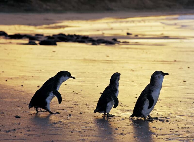 Full-Day Private Australian Wildlife Tour of Phillip Island - Key Points