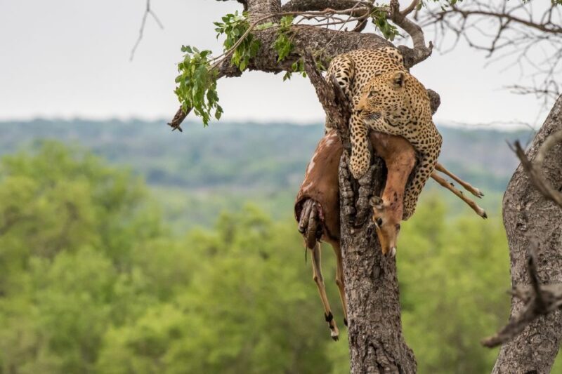Full-Day Private Big 5 Safari in Kruger National Park - The Full-Day Kruger Safari: What to Expect