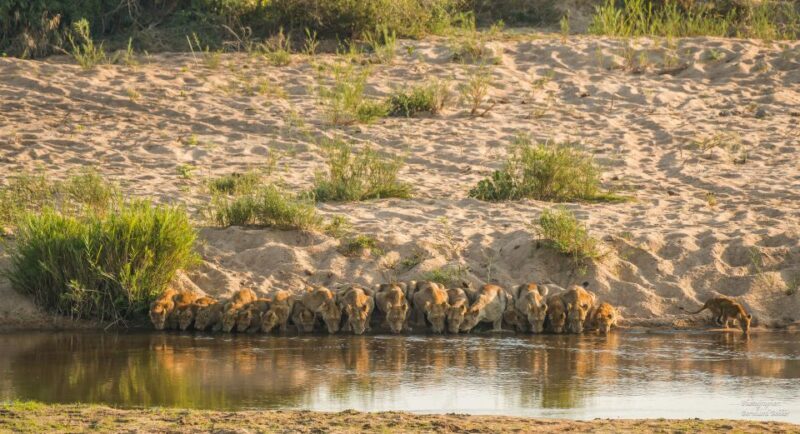 Full-Day Private Big 5 Safari in Kruger National Park - Who Is This Tour Best Suited For?