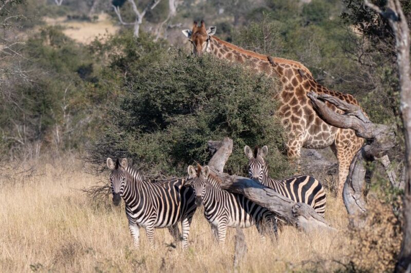 Full-Day Private Big 5 Safari in Kruger National Park - The Sum Up