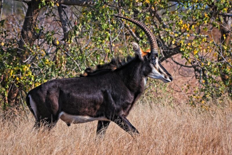 Full-Day Private Big 5 Safari in Kruger National Park - FAQ
