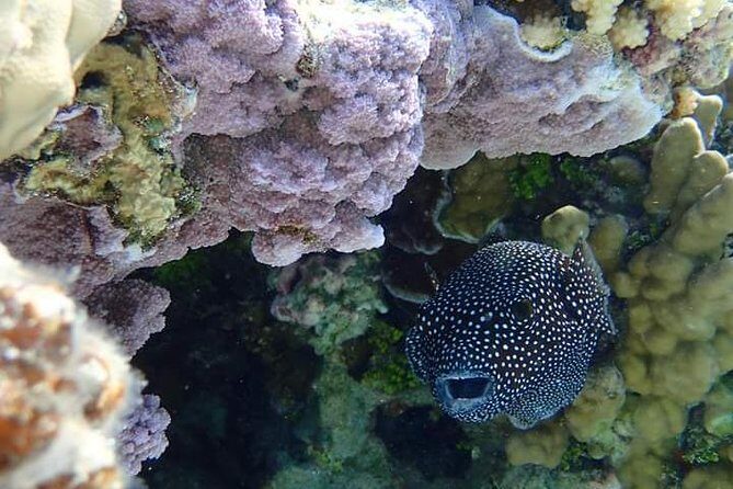 Full-Day Private Boat Tour of Bora Bora Lagoon with Snorkel - Authentic Experiences: What Travelers Say