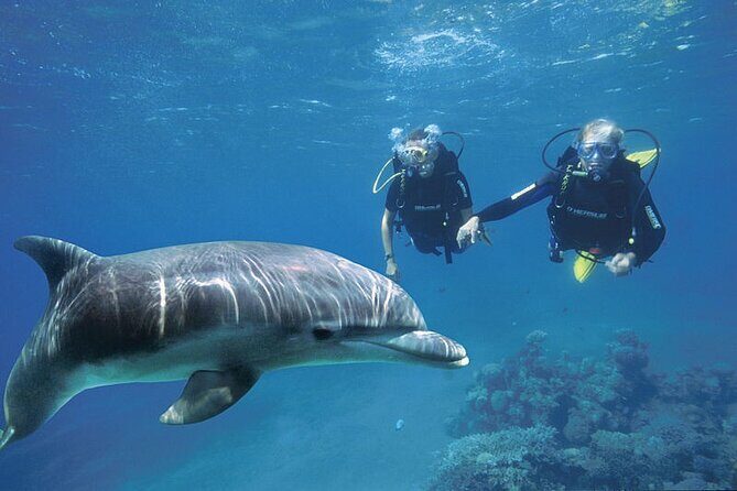 Full Day Private Boat Trip Dolphin House, Snorkeling - Hurghada - An Overview of the Tour Experience