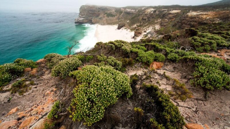 Full Day Private Cape Peninsula and Boulders Beach Tour - An Introduction to the Tour Experience