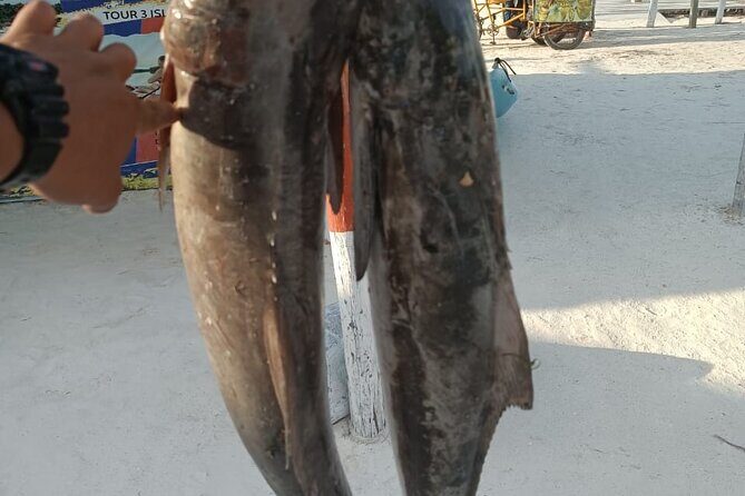 Full Day Private Deep Sea Fishing in Holbox - Who Will Love This Tour?