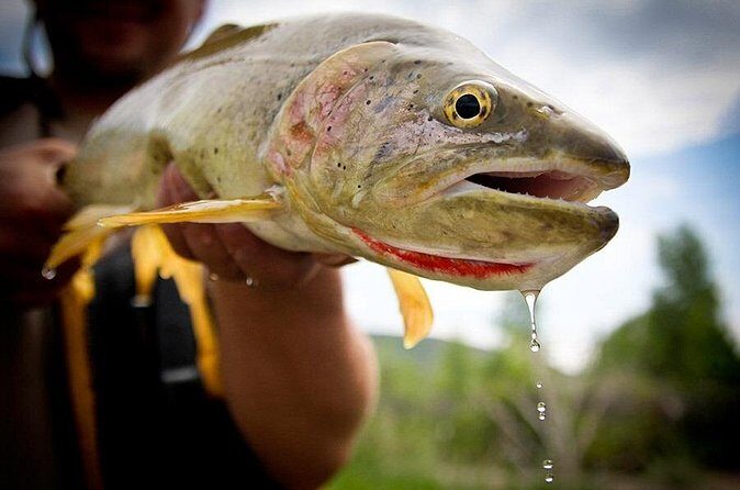 Full Day Private Fly Fishing in Yellowstone - A Closer Look at the Experience