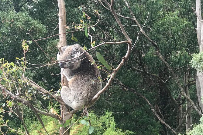 Full-Day Private Group Great Ocean Road Tour from Melbourne - FAQ