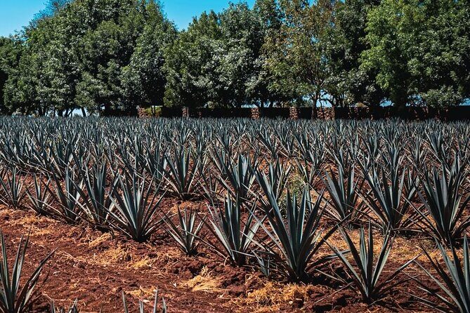 Full Day Private Guided Tour of Arandas Jalisco Distilleries - The Sum Up