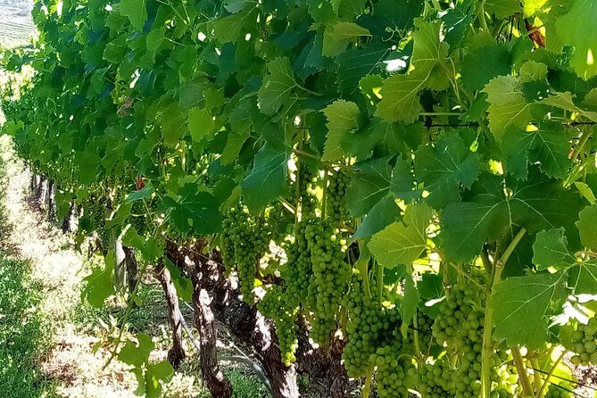 Full-Day Private Guided Wine Tasting Tour of Cape Wineries - Who Would Love This Tour?