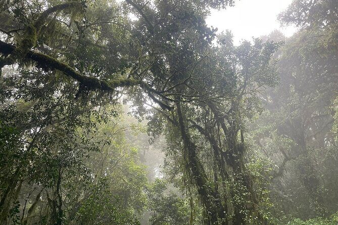 Full Day Private Hiking Tour to Kilimanjaro Mountain - What to Expect on the Day