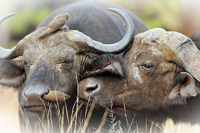 Full Day Private Kruger Park Safari - The Cost and Its Value