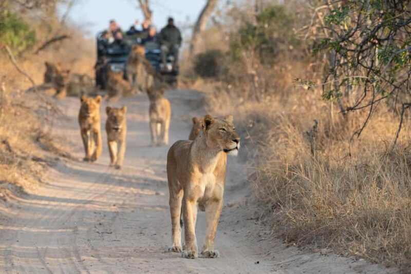 Full Day Private Kruger Safari from Hoedspruit - Who Will This Tour Suit Best?