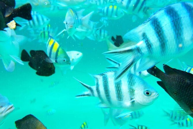 Full Day Private Mnemba Island + Turtles Aquarium & Kendwa Beach - The Sum Up: Is This Tour Worth It?