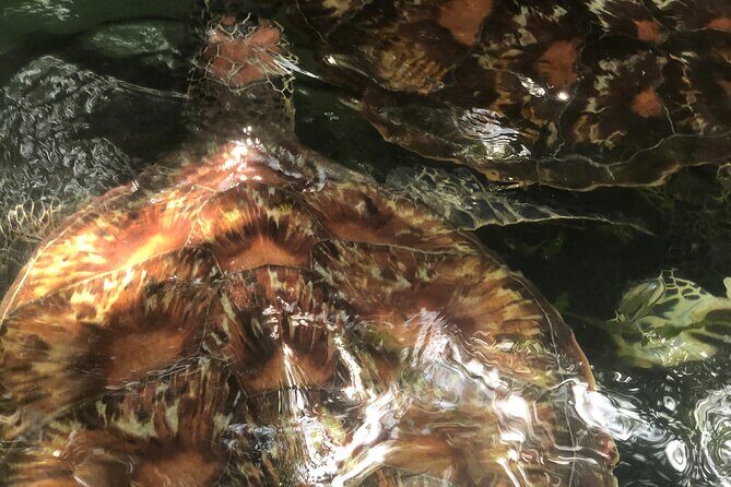 Full Day Private Mnemba Island + Turtles Aquarium & Kendwa Beach - FAQs