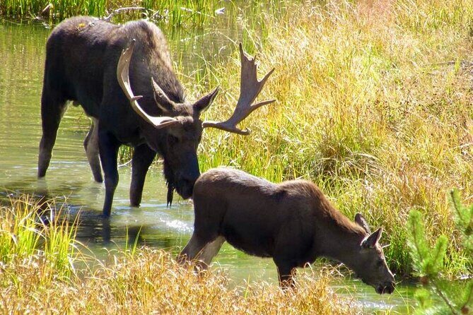 Full Day Private Pet Friendly Yellowstone Tour From Cody Wyo! - An Immersive Yellowstone Experience with a Splash of Adventure