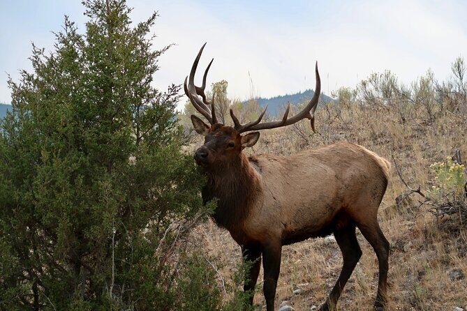 Full Day Private Pet Friendly Yellowstone Tour From Cody Wyo! - Who Would Love This Tour?