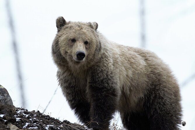 Full Day Private Pet Friendly Yellowstone Tour From Cody Wyo! - FAQ