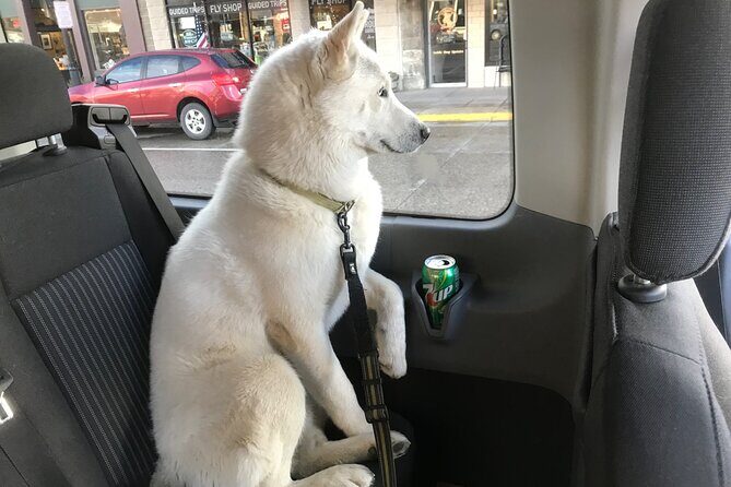 Full Day Private Pet Friendly Yellowstone Tour From Cody Wyo! - The Sum Up