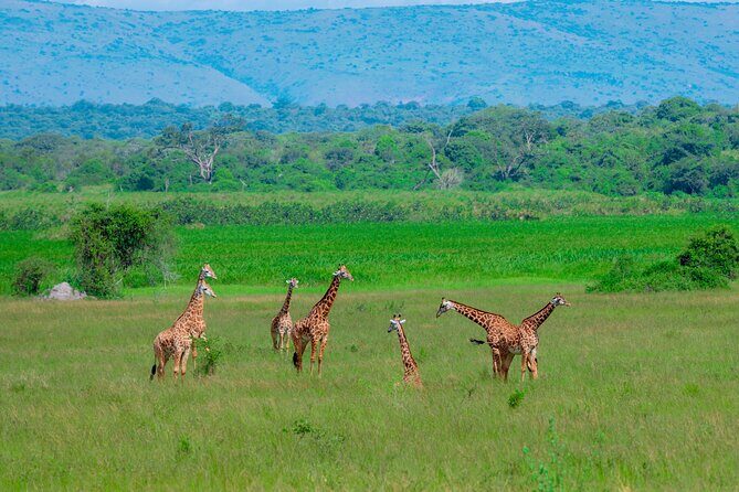Full-Day Private Safari of Akagera National Park with Lunch - The Itinerary in Detail: What to Expect