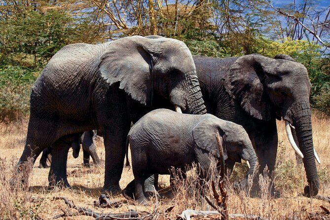 Full Day Private Safari - Tarangire National Park - Comprehensive Review of the Full Day Private Safari in Tarangire National Park