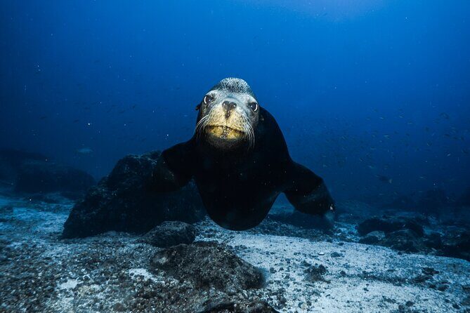 Full Day Private Scuba Diving in Espiritu Santo Island - A Closer Look at the Experience