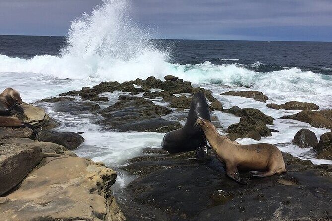 Full Day Private SD Tour from Encinitas - An Overview of the Tour Experience