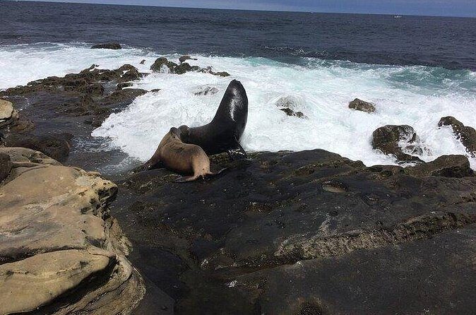 Full Day Private SD Tour from La Jolla - FAQ