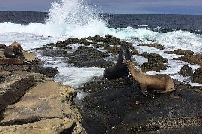 Full Day Private SD Tour from Leucadia - Is This Tour Worth It?