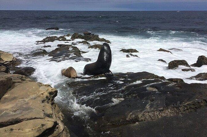 Full Day Private SD Tour from Pacific Beach - References