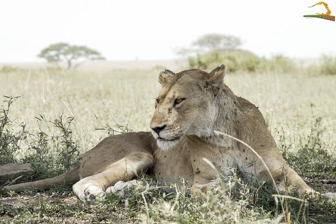 Full-Day Private Serengeti Safari from Mwanza - Who Should Consider This Tour?