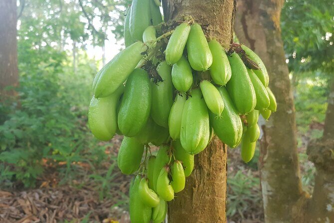 Full Day Private Spice Farm Stone Town and Prison Island - Who Should Consider This Tour?