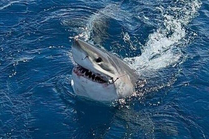 Full Day Private Sportfishing Charter in Fort Lauderdale - FAQ