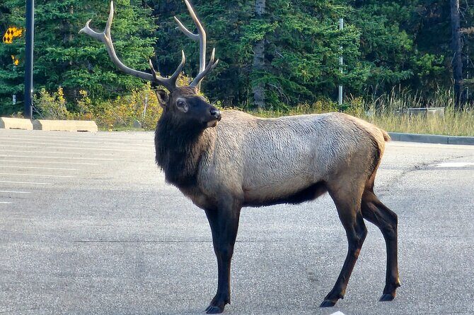 Full Day Private Tour Banff/Yoho Customized Sightseeing - Exploring the Rockies: An Authentic and Personal Adventure