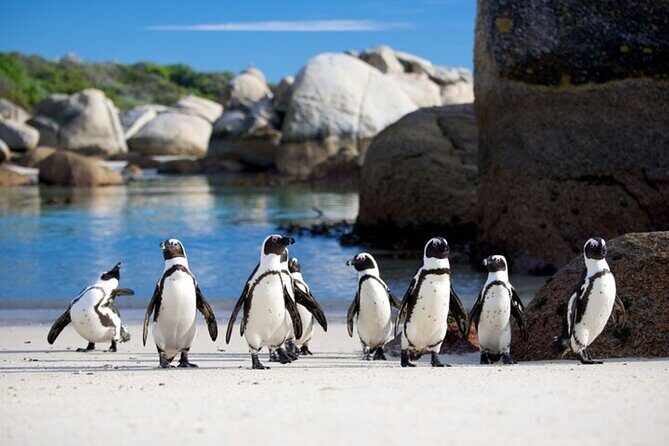 Full-Day Private Tour: Highlights of the Cape - Key Points
