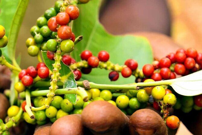 Full-Day Private Tour in Zanzibar with Cooking Class - The Cooking Class: From Market to Table