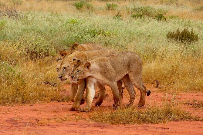 Full Day Private Tour of Tsavo East National Park from Mombasa - Introduction: A safari adventure in a day
