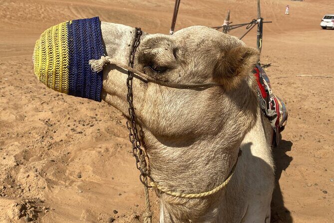 Full-Day Private Tour of Wahiba Sands Desert and Wadi Bani Khalid - FAQ