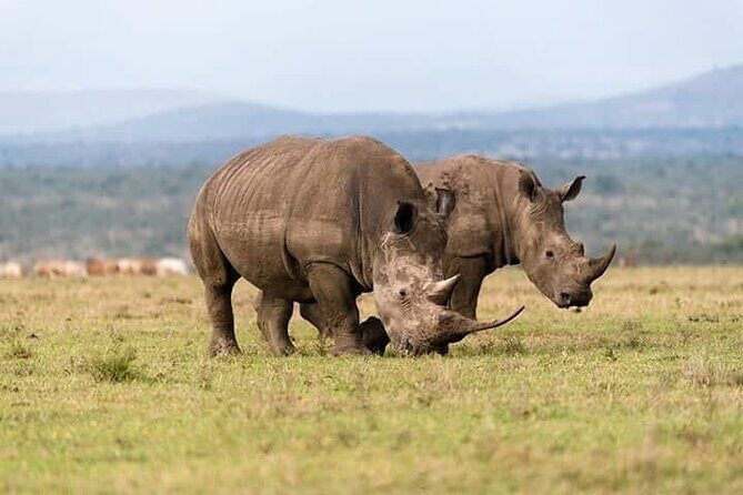 Full Day Private Tour Ol Pejeta Conservancy from Nairobi - An In-Depth Look at the Tour Experience