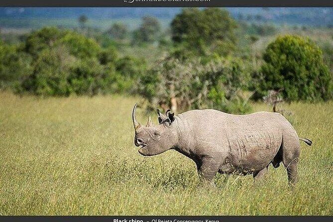 Full Day Private Tour Ol Pejeta Conservancy from Nairobi - The Sum Up: Is This Tour Worth It?