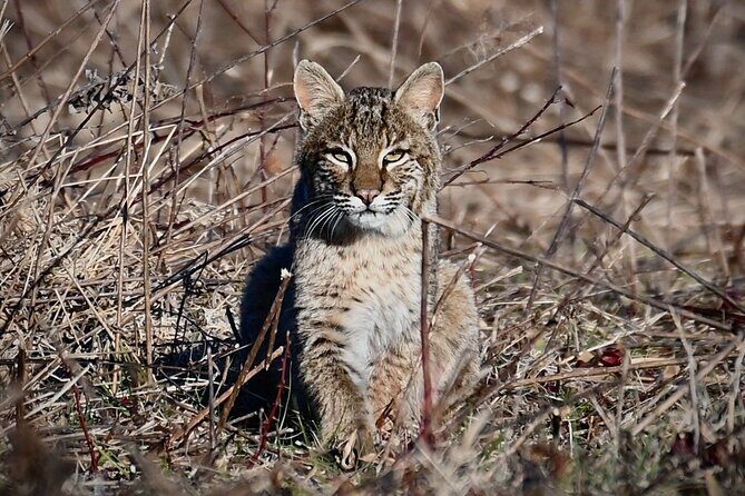 Full-Day Private Tour to Alligator River National Wildlife Refuge - Practical Details