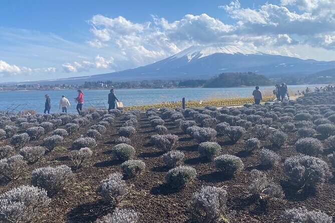 Full Day Private Tour to Mt Fuji by Luxury Vehicle - An In-Depth Look at the Tour
