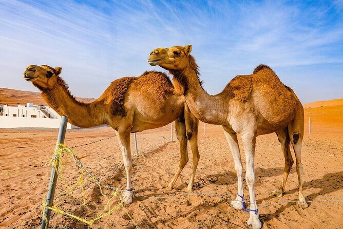 Full-Day Private Wahiba Sands Desert and Wadi Bani Khalid Tour - In-Depth Itinerary Breakdown